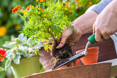 Green Spaces Maintenance